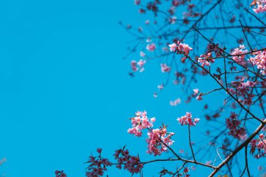 Ormandaki kiraz ağacının bahar çiçekleri.