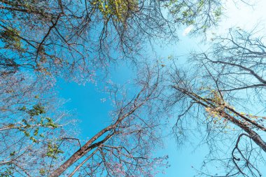 Ormandaki kiraz ağacının bahar çiçekleri.