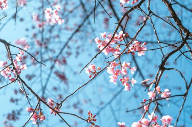Ormandaki kiraz ağacının bahar çiçekleri.