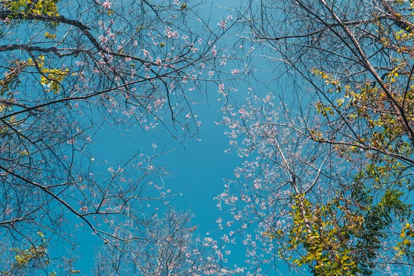 Les Fleurs Printanières Cerisier Forêt — Photo