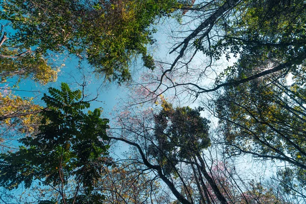 Die Frühlingsblumen Eines Kirschblütenbaumes Wald — Stockfoto