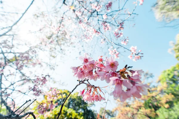 Las Flores Primaverales Cerezo Florecen Bosque —  Fotos de Stock