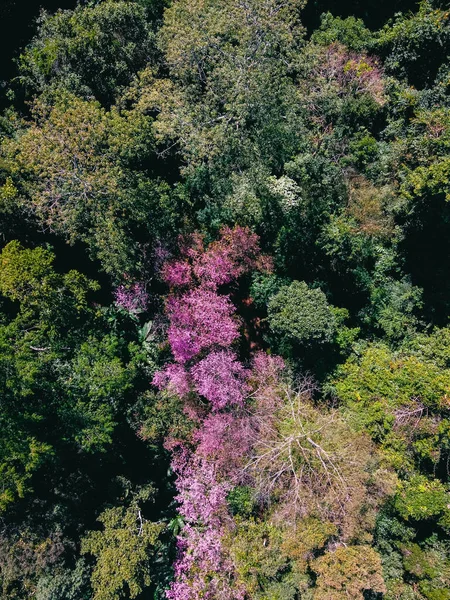 春天的森林 粉色的花 绿色的森林 — 图库照片