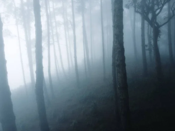 Brouillard Dans Forêt Hiver — Photo