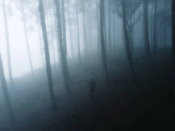 Nevoeiro Floresta Inverno — Fotografia de Stock
