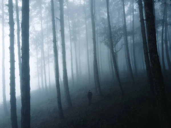 Nebel Wald Winter — Stockfoto