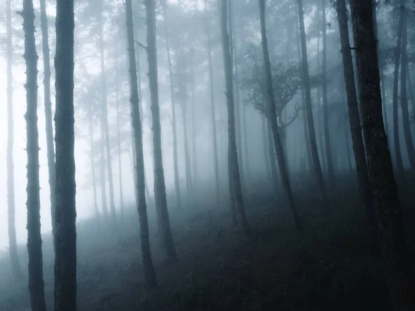 Niebla Bosque Invierno —  Fotos de Stock