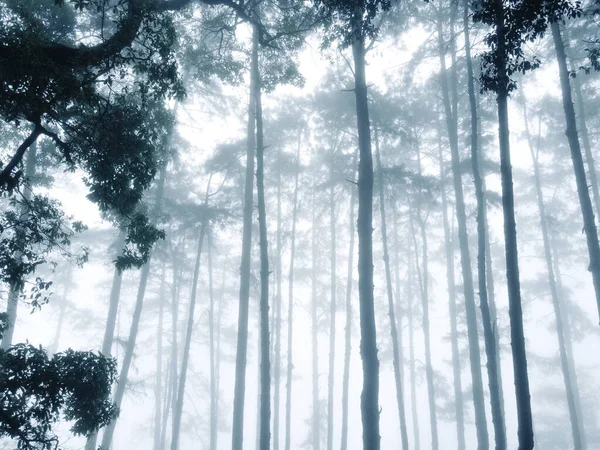 Brouillard Dans Forêt Hiver — Photo