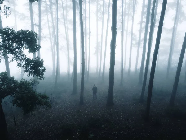 Nevoeiro Floresta Inverno — Fotografia de Stock