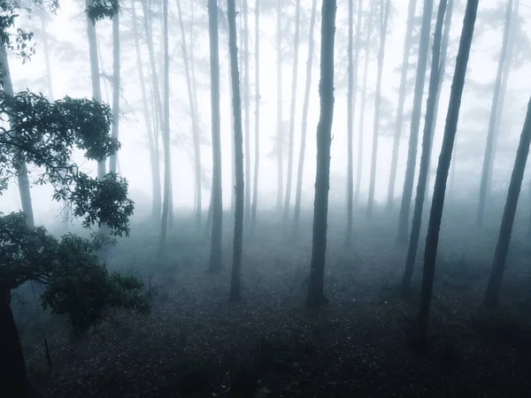 Fog Forest Winter — Stock Photo, Image