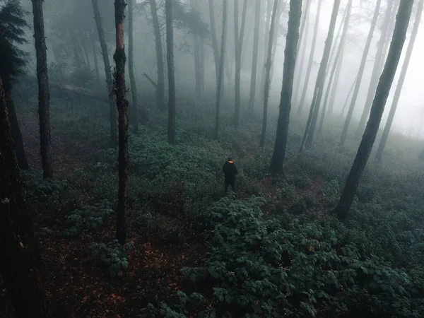 Nevoeiro Floresta Inverno — Fotografia de Stock