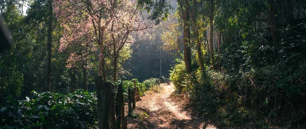 Špinavá Cesta Kávové Plantáži Lese — Stock fotografie