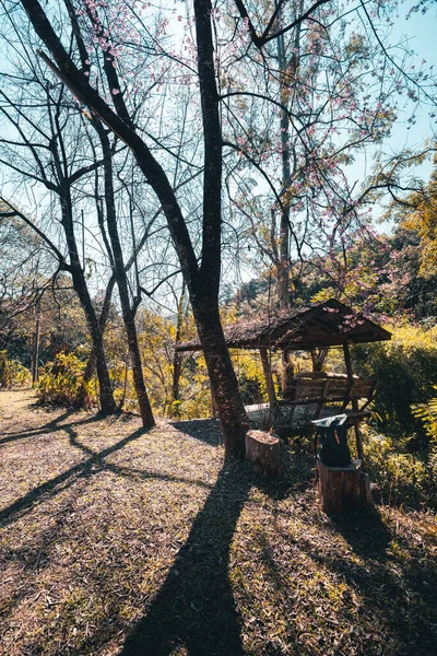 Vieja Casa Bosque Primavera — Foto de Stock