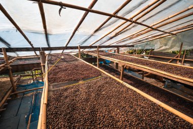 Kahve çekirdekleri serada kurutuldu..