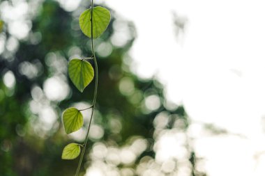 Yeşil yaprak arka planda Akşam doğasında
