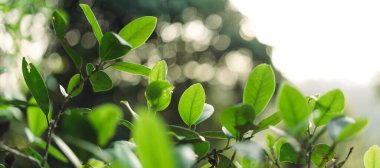 Yeşil yaprak arka planda Akşam doğasında