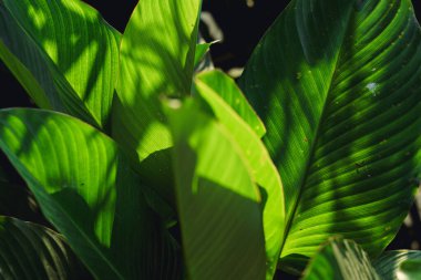 Yeşil yaprak arka planda Akşam doğasında