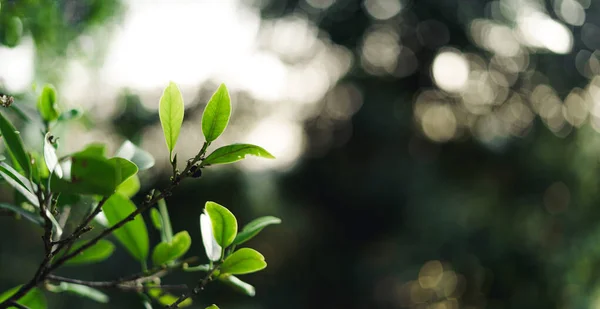 Groene Blad Achtergrond Avond Natuur — Stockfoto