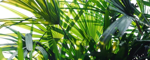 Fondo Hoja Verde Naturaleza Noche —  Fotos de Stock