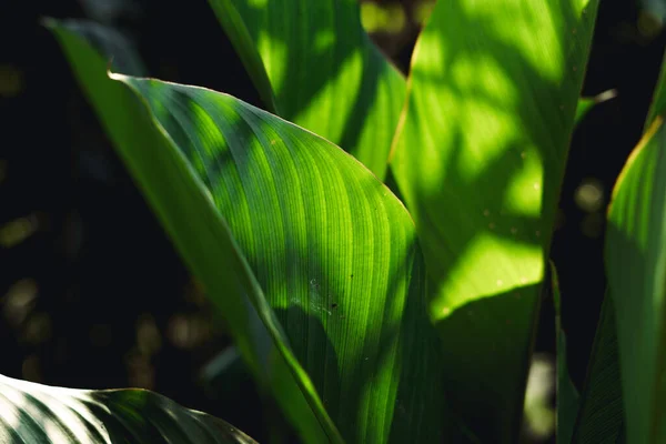 Groene Blad Achtergrond Avond Natuur — Stockfoto