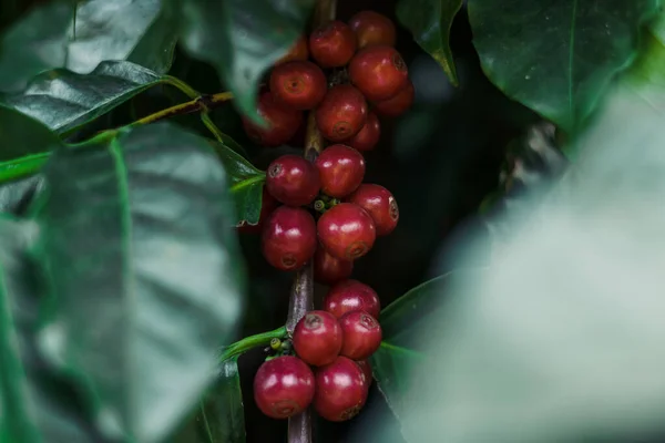 Café Fresco Cereza Roja Madura Hojas Café —  Fotos de Stock