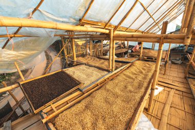 Parşömen kahvesi. Serada kuru.