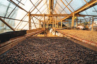 Parşömen kahvesi. Serada kuru.