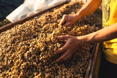 Parşömen kahvesi. Serada kuru.