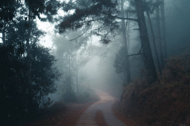 Sabah ormandaki yol. 