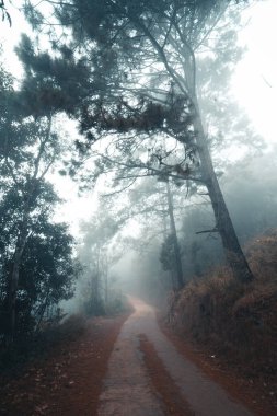 Sabah ormandaki yol. 