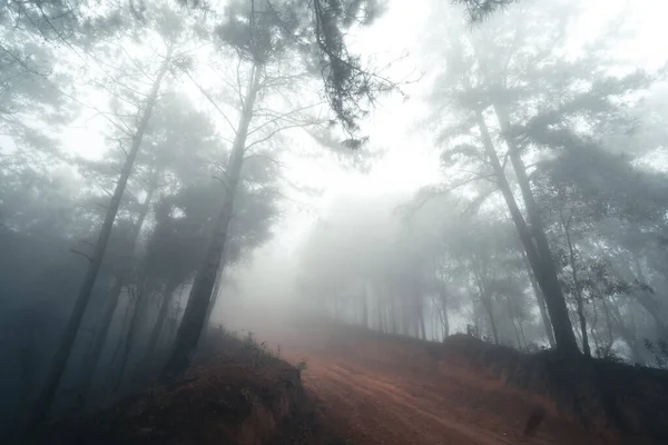 Estrada Terra Neblina Floresta Tropical Tropical Tropical — Fotografia de Stock
