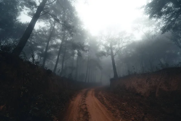 Chemin Terre Dans Brouillard Forêt Tropicale Humide — Photo