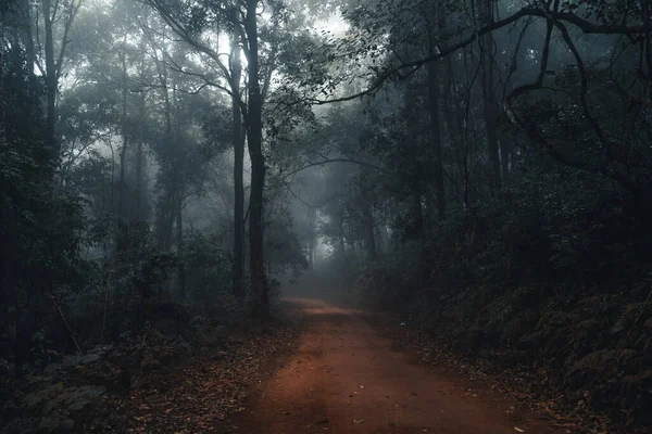 Schotterpiste Nebel Und Regenwald — Stockfoto