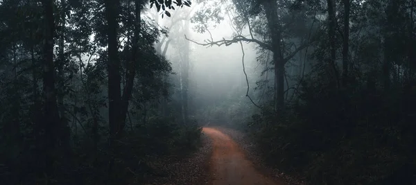 Dirt Road Fog Rain Tropical Forest — Stock Photo, Image