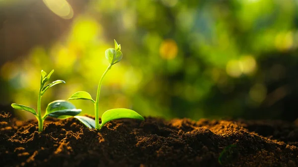Crecimiento Los Árboles Tres Plantones Están Creciendo Suelo Fondo Verde — Foto de Stock