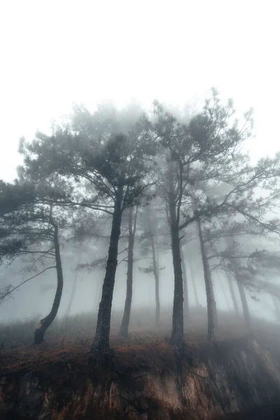 Nebulosa Floresta Pinheiros Manhã Verão — Fotografia de Stock