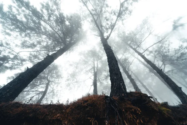 Mlhavém Borovém Lese Letním Ránu — Stock fotografie