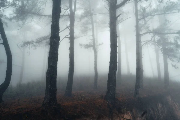 Туманному Сосновому Лісі Влітку Вранці — стокове фото