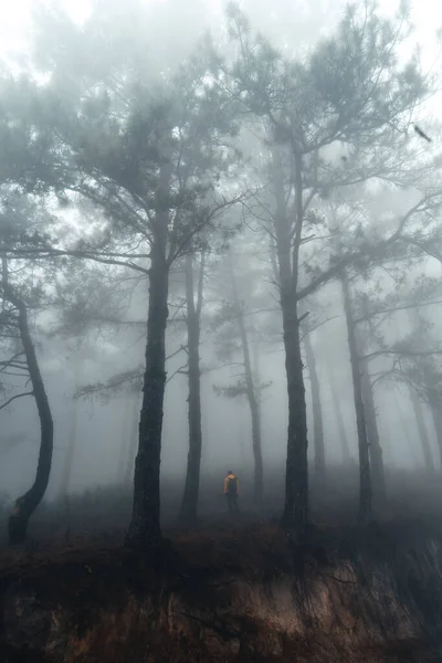 Nebulosa Floresta Pinheiros Manhã Verão — Fotografia de Stock