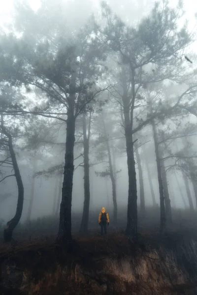 Nebulosa Floresta Pinheiros Manhã Verão — Fotografia de Stock