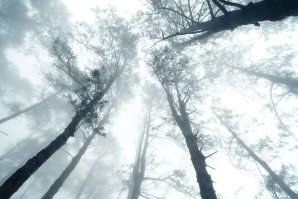 Bosque Pinos Brumosos Mañana Verano — Foto de Stock