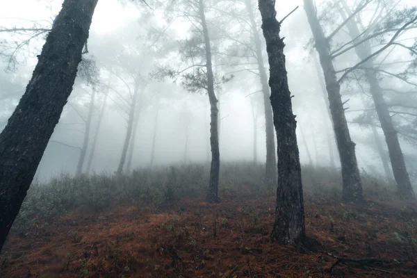 Nebulosa Floresta Pinheiros Manhã Verão — Fotografia de Stock