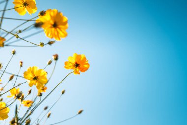 Bahar ve yaz aylarında gökyüzüne karşı turuncu ve sarı çiçekler.. 