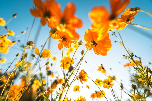 Flores Anaranjadas Amarillas Contra Cielo Primavera Verano — Foto de Stock