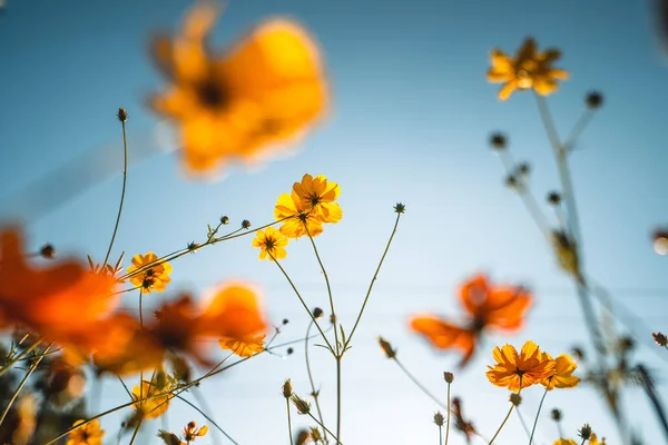 Flores Anaranjadas Amarillas Contra Cielo Primavera Verano — Foto de Stock