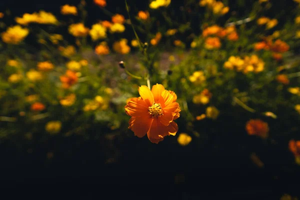 Flores Anaranjadas Amarillas Contra Cielo Primavera Verano — Foto de Stock