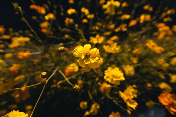 Flores Anaranjadas Amarillas Contra Cielo Primavera Verano — Foto de Stock