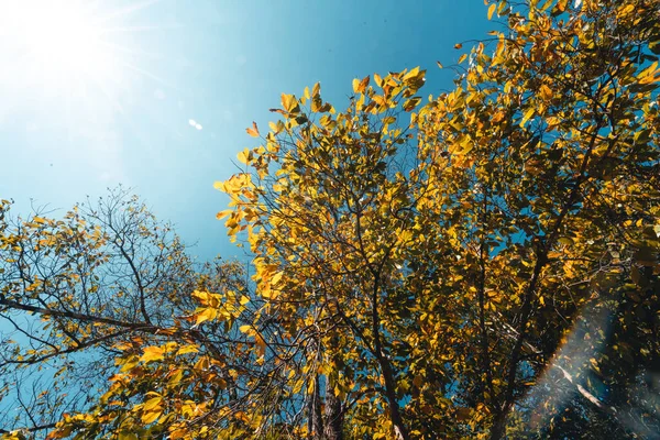 Montagnes Feuilles Sèches Pendant Journée Sous Les Tropiques — Photo