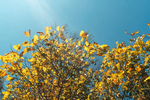 Montagnes Feuilles Sèches Pendant Journée Sous Les Tropiques — Photo