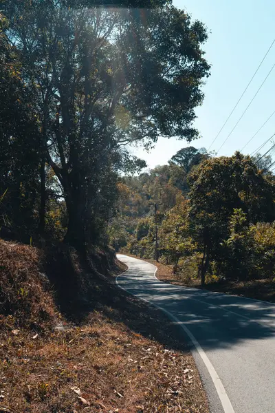 Strade Estive Alberi Cadono Estate — Foto Stock